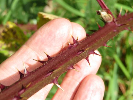 Article Image Alt Text