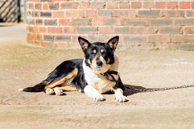 Article Image Alt Text