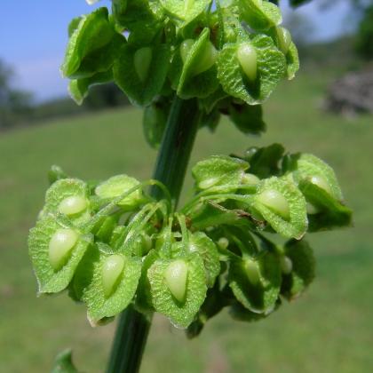 Yellow dock has small, greenish-white flowers that cluster around the stalk in spring and summer. Fruits are oval, about ¼ inch long. The whole plant is nutritious. Courtesy photo by Harry Rose (CC BY 2.0) Article Image Alt Text