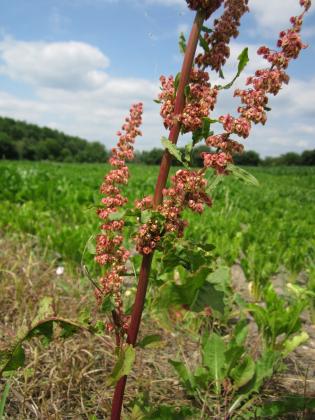 In autumn yellow dock has rust colored stalks and seeds that persist through winter. They can be ground for flour or roasted to create a coffee-ish drink. Courtesy photo by AnRo0002 Article Image Alt Text