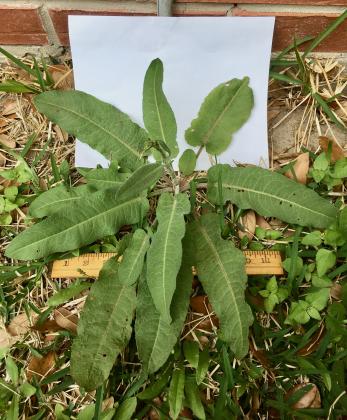 Grimes County yellow dock. Leaves are alternate, 6 to 10 inches long with wavy or curly edges. Young leaves can be chopped for stir fry. Cook older leaves longer. Examiner photo by Deborah Richardson Article Image Alt Text