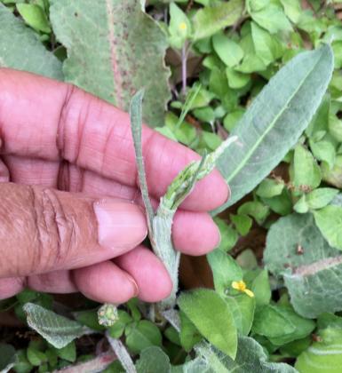Dock_young seedstalk_backyard.jpg Examiner photo by Deborah Richardson This young Grimes County yellow dock stalk emerged from a basal rosette in spring. It will grow to be 2 to 5 feet tall. Article Image Alt Text