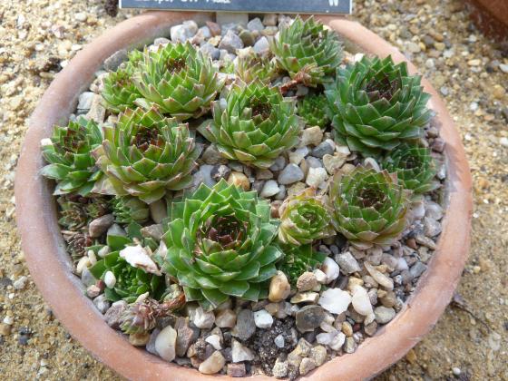 Courtesy photo by Magnus Manske (CC BY-SA 3.0) Growing in rosettes, hens and chicks, is an evergreen succulent that has been useful to man for millennia as food, medicine and lightening protection on roofs. Article Image Alt Text