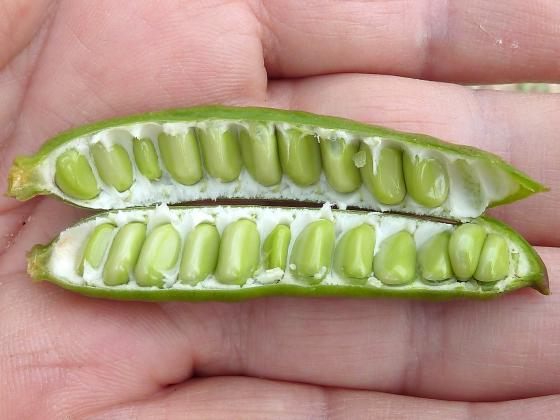 Courtesy photo by Philmarin (CC BY-SA 4.0) Huisache is a legume, in the bean family. Seedpods resembling fat green beans are eaten by deer, livestock and other mammals. Article Image Alt Text