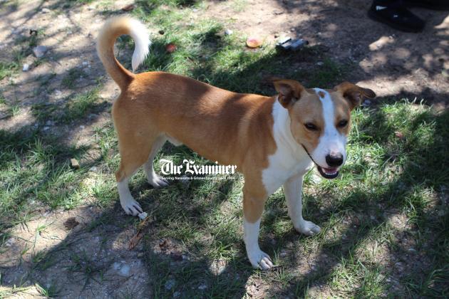 Article Image Alt Text