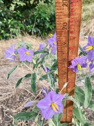 Richardson This Grimes County trompillo may flower for most of the year. Taproots can be 10 feet deep and interconnected so damaged roots get nourishment from neighbors. Examiner photo by Deborah Article Image Alt Text