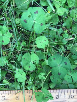 Article Image Alt Text