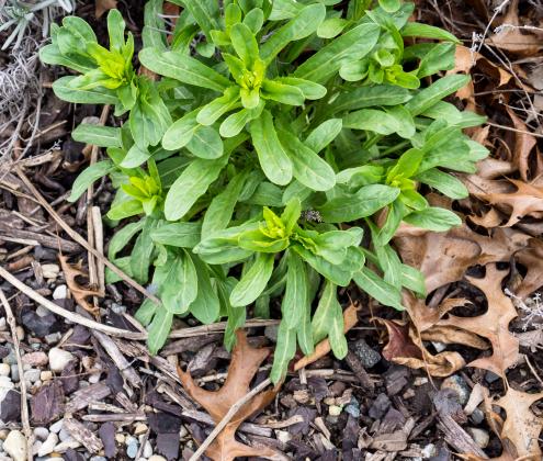 Article Image Alt Text