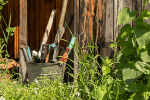 Article Image Alt Text